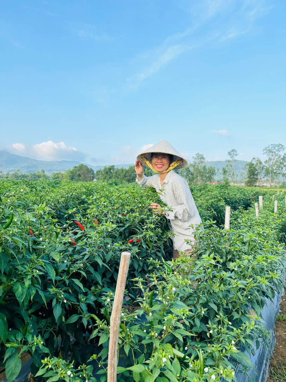 Chị Loan tại vườn ớt